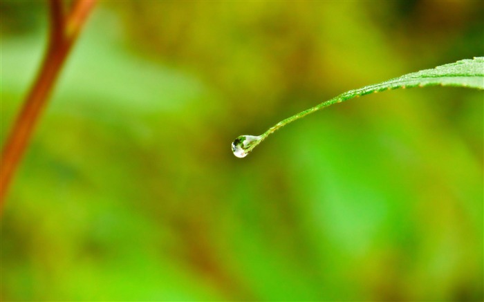 水滴-植物のマクロ写真撮影の壁紙 ブラウズ:11579