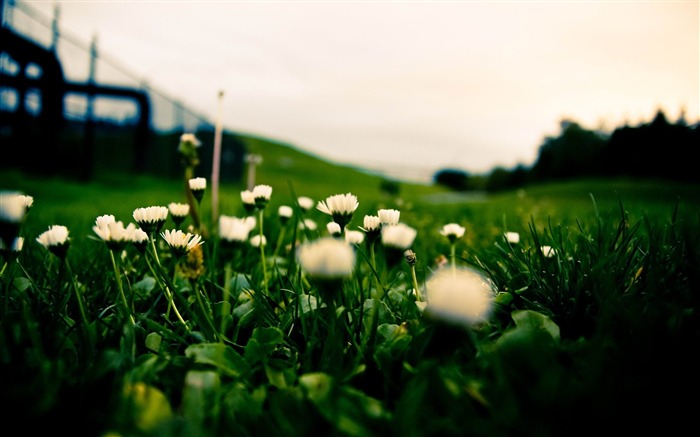 white flowers-flowers desktop wallpaper Views:8331 Date:2012/5/20 9:18:25