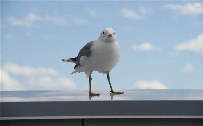 white seagull-Bird Photography Wallpaper Views:8932 Date:2012/5/6 10:34:39