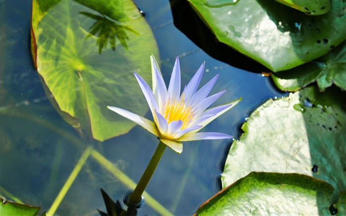 white water lily-flowers desktop wallpaper Views:8911 Date:2012/5/20 9:17:43