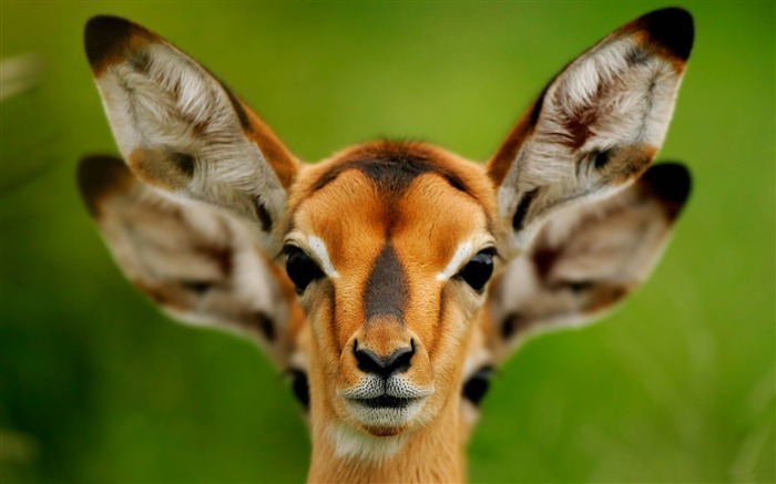 wild deer-Animal photography wallpaper Views:11473 Date:2012/5/21 22:51:52