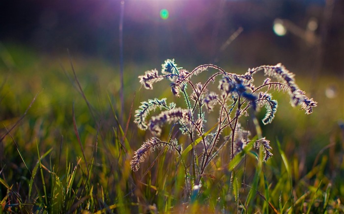 芝生の上に野生植物-植物のマクロ写真撮影の壁紙 ブラウズ:8616