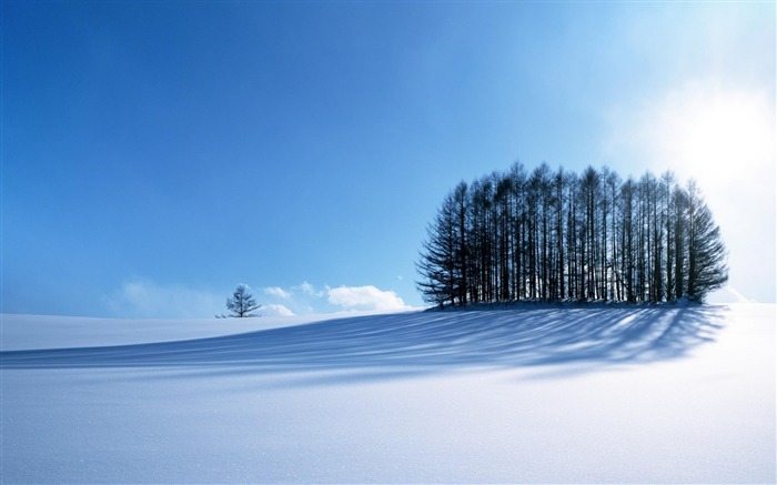 冬天雪樹 - 自然風景牆紙 查看次數:28943