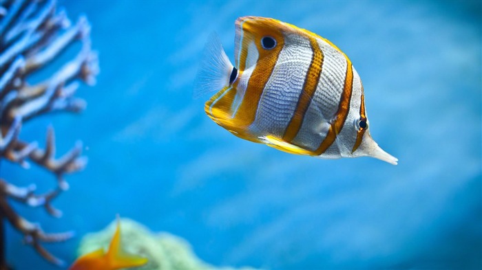 yellow fish-Animal photography wallpaper Views:8459 Date:2012/5/21 22:51:05