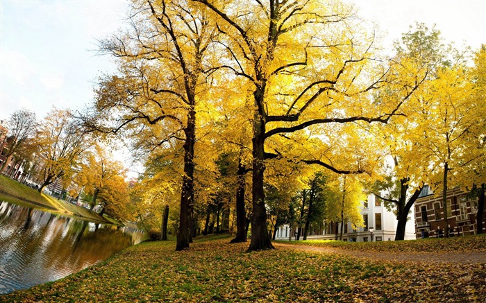 arbres jaunes d'automne ensoleillée-fond d'écran paysage Néerlandais Vues:16324