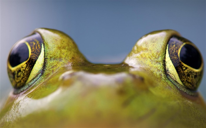 Papéis fotográficos com foto de anfíbio Frog-Animal Visualizações:12337