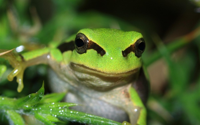 Papéis fotográficos de fotos de rã-animal verde anfíbio Visualizações:10144