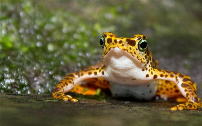 Papel de parede de fotos de anfíbio amarelo Frog-Animal Visualizações:15351