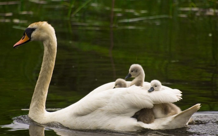 Papéis de Parede de fotos de Anatidae Swan-Animal Visualizações:12759