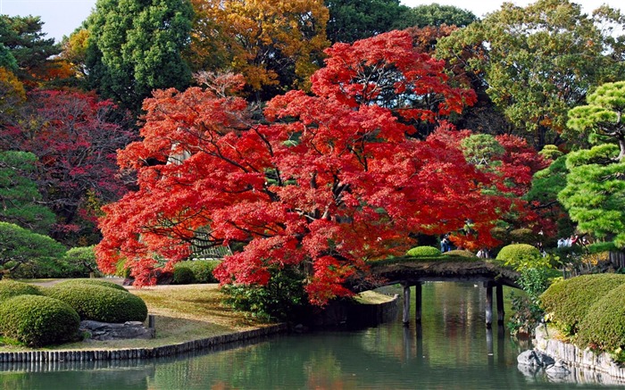 automne-fond d'écran paysage Japon Vues:90112