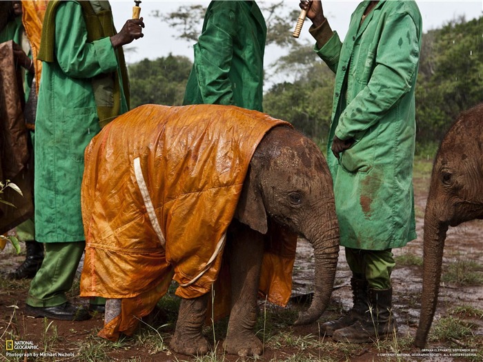 Baby Elephant et gardiens-National Geographic fond d'écran Vues:12702