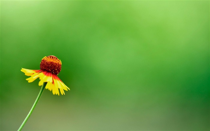 Hermoso verano amarillo flores de flores Fotografía de fondo de pantalla Vistas:8525