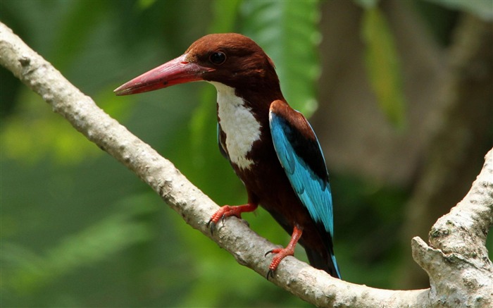 Papéis fotográficos para fotos Bird Alcedinidae-Animal Visualizações:11470