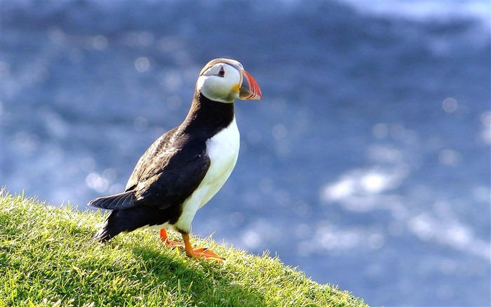 Bird Alcidae Horned Puffin-Animal foto papel de parede Visualizações:12554