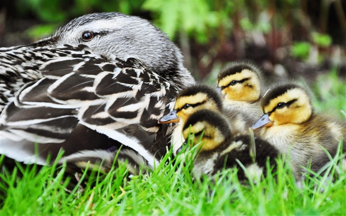 Papéis fotográficos para fotos Bird Anatidae Duck-Animal Visualizações:12259