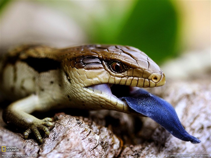 National Geographic animaux thème fond d'écran Vues:33867