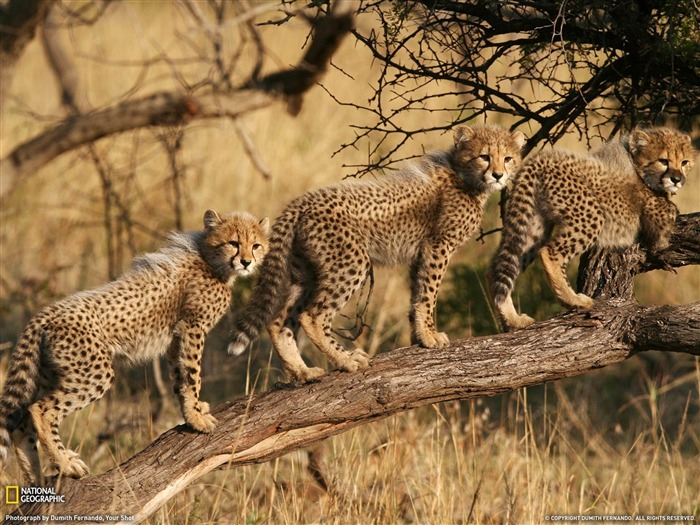 Cheetah Cubs en Afrique du Sud-National Geographic fond d'écran Vues:27825