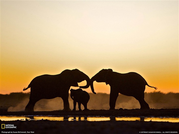 Elephant Trio Namibie-National Geographic fond d'écran Vues:31243