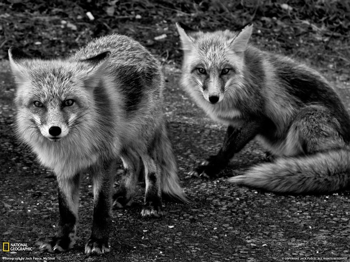 Les renards du New Jersey-National Geographic fond d'écran Vues:11023