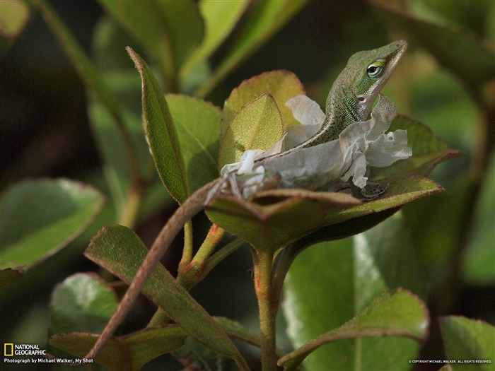 Vert Anole Texas-National Geographic fond d'écran Vues:9825