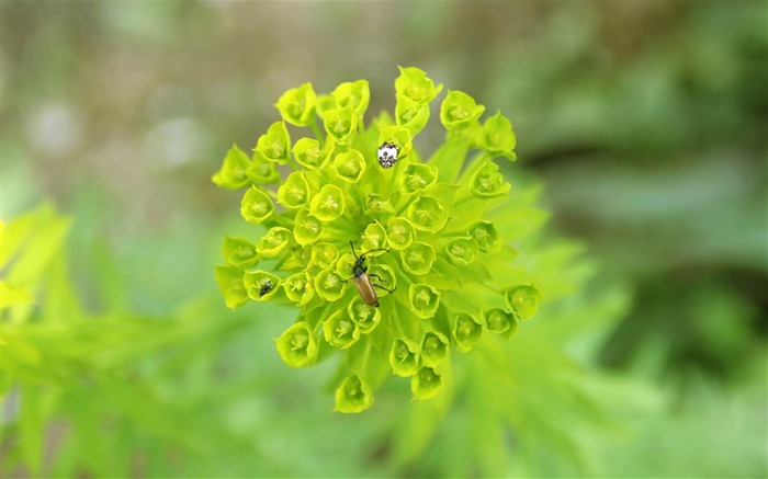 Green bouquet-Flowers photography Papel pintado Vistas:8420