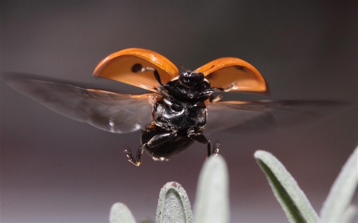 Papéis fotográficos para fotografias Insect Coccinellidae-Animal Visualizações:11231