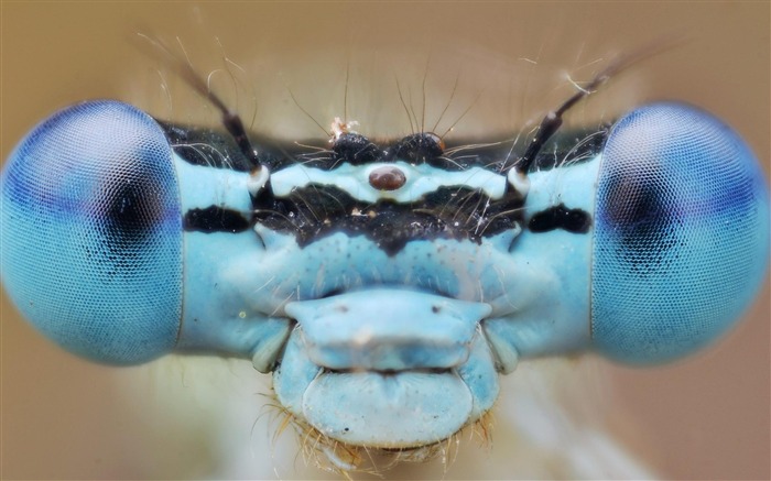 Papéis fotográficos para fotos Insect Dragonfly-Animal Visualizações:11311