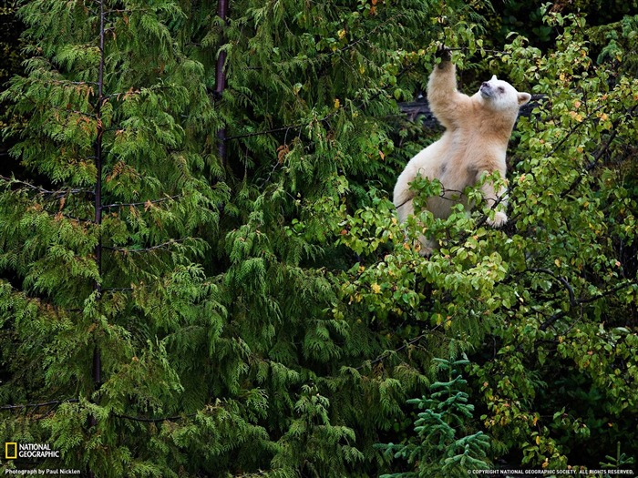 ours Kermode-National Geographic fond d'écran Vues:12483