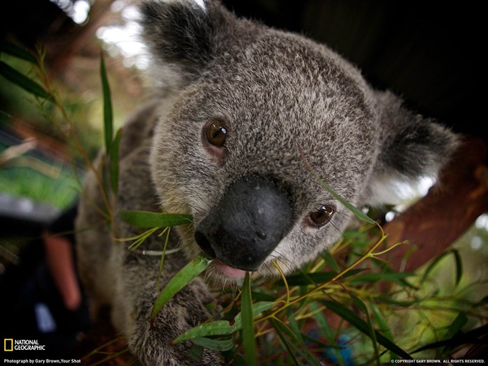 Koala Australie-National Geographic fond d'écran Vues:32279