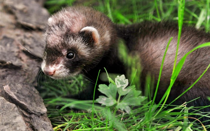 Papéis fotográficos para fotos Mammalia Mustelidae-Animal Visualizações:14021