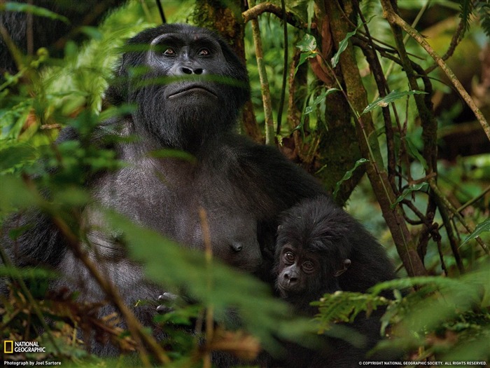 Gorilles de montagne en Afrique-National Geographic fond d'écran Vues:14171