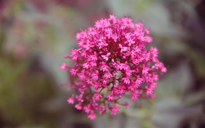 Papéis de Parede de fotografia de flores de bouquet rosa Visualizações:6997