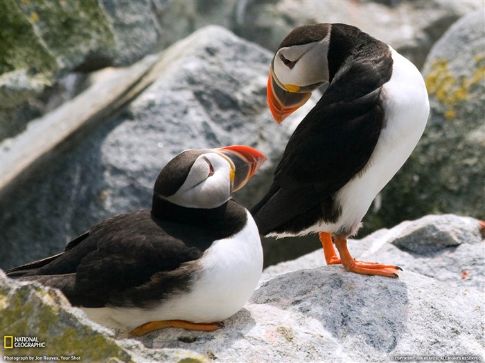 Puffins du Maine-National Geographic fond d'écran Vues:11591