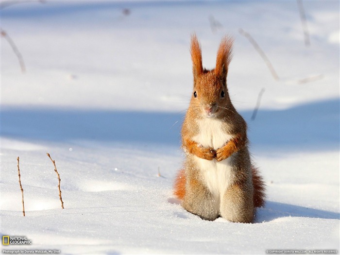 Red Squirrel Pologne-National Geographic fond d'écran Vues:13183