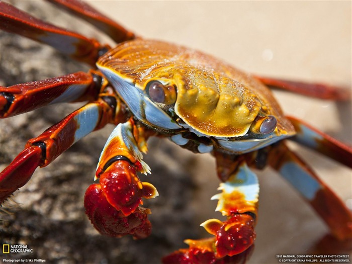 Sally Lightfoot Crab Galápagos Islands-National Geographic fond d'écran Vues:19527