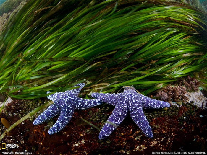 Sea Stars en Colombie-Britannique-National Geographic fond d'écran Vues:9522