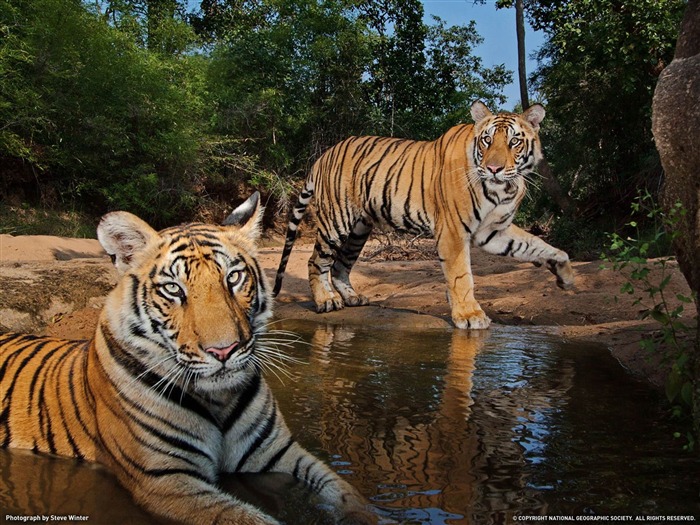 Tigres en Inde-National Geographic fond d'écran Vues:10709