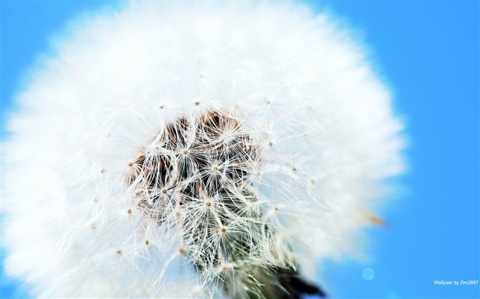 Fondo blanco de fotografía de flores de diente de león Vistas:11261