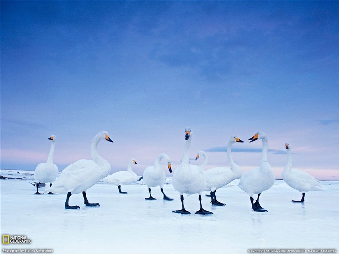 Cygnes chanteurs Hokkaido-National Geographic fond d'écran Vues:12199