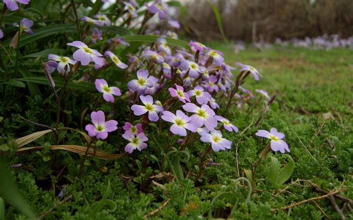 después del invierno-fotografía de flores fondo de pantalla Vistas:10329