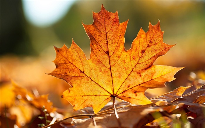 feuille d'automne-Fond d'écran Paysage d'automne Vues:41577