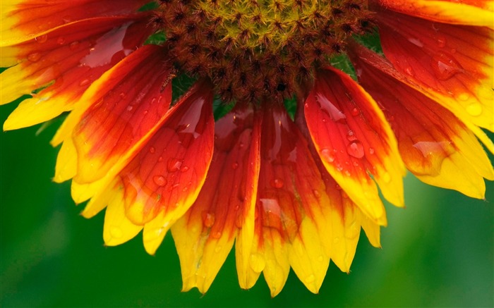 fleur couverture-Été fleurs fond d'écran Vues:9875