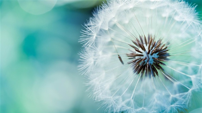 fotografía de flores de diente de león azul Vistas:25617