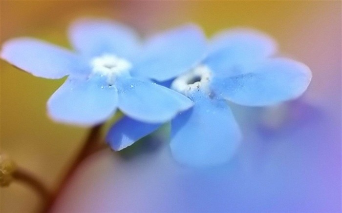 Papéis de parede da flor azul-Flores Visualizações:9250