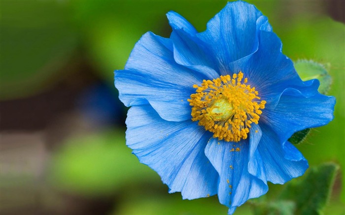 flores azules: fotografía de flores Vistas:9319