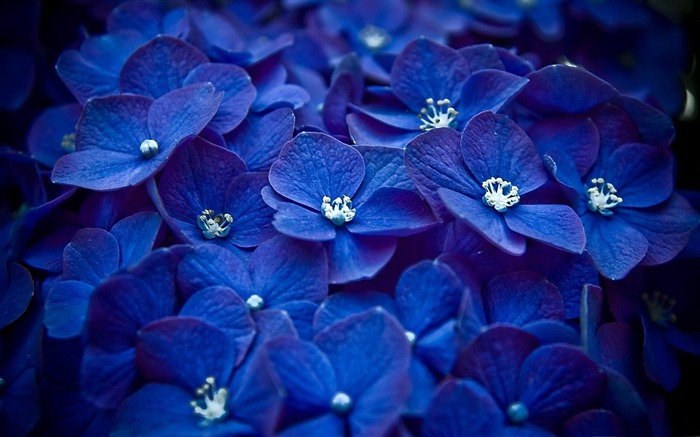 Papéis de parede azuis da fotografia hortensia-Flowers Visualizações:20819