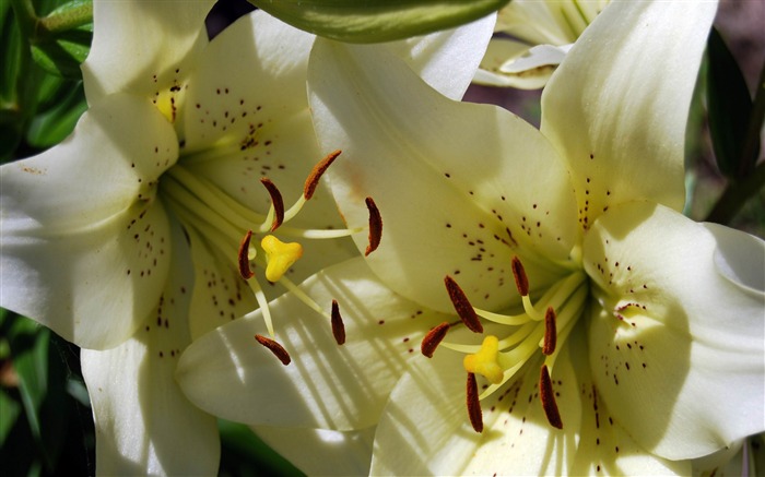 boldt castle lilies-Flowers fotografía Fondo de escritorio Vistas:12956