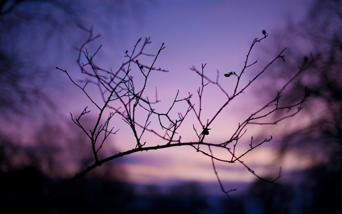 coucher de soleil silhouette branche-Fond d'écran Paysage d'automne Vues:14851