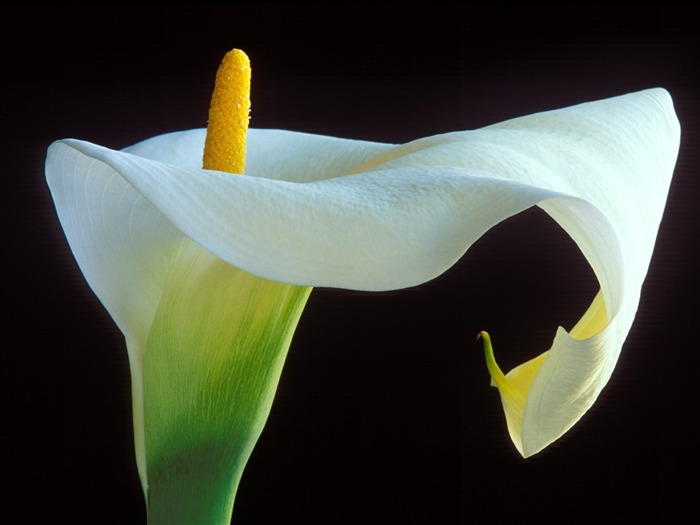 Calla Lily-Été fleurs fond d'écran Vues:10194