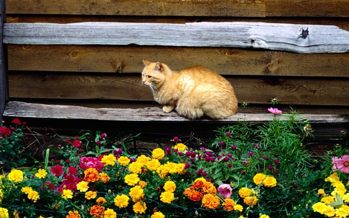 cat and flowers-Cat photography wallpaper Views:18258 Date:2012/6/21 21:02:35